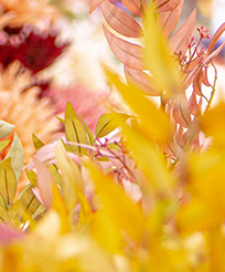 Jucca Franowo | Kwiaty i rośliny sztuczne